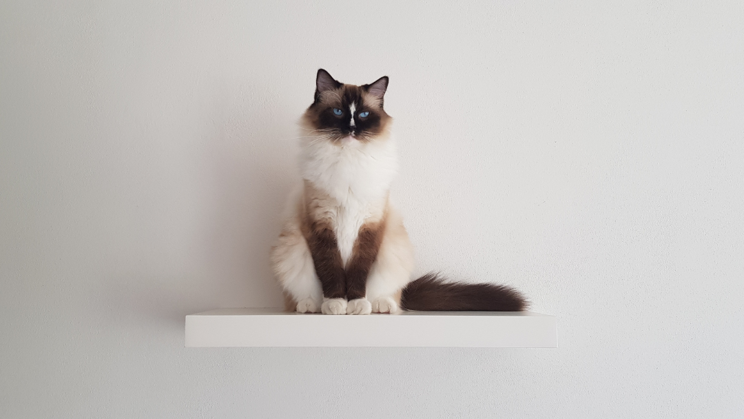 日本猫咪市场的现状